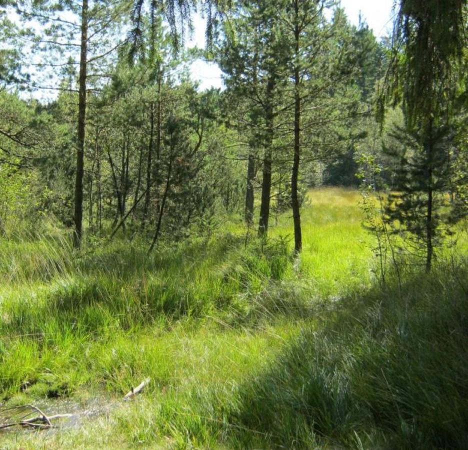 Haus Beate, Fewo Im Bienenparadies Kirchberg  Eksteriør bilde